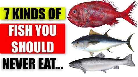 The 7 Most Toxic Fish You Should Avoid To Protect Your Bones .